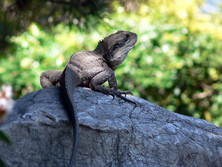 Image showing Water Dragon