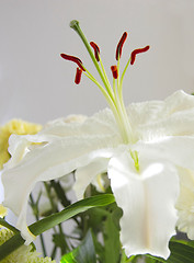 Image showing white lily