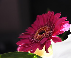 Image showing red zinnia