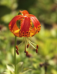 Image showing lilium pardalinum