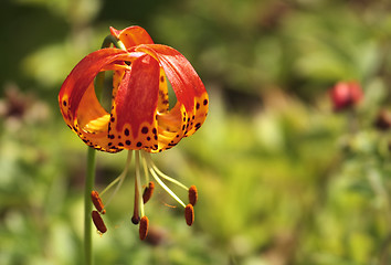 Image showing lilium pardalinum