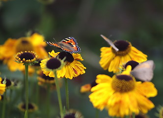 Image showing butterfles on daisy