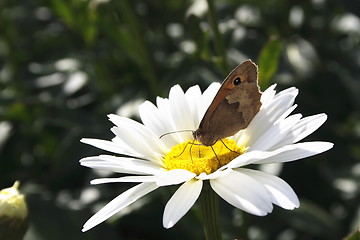 Image showing butterfly on daisy