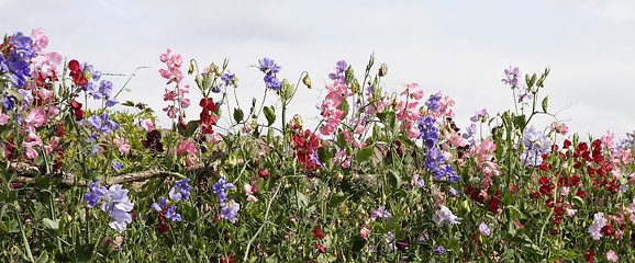 Image showing row of  sweet peas