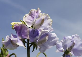 Image showing purple sweet peas