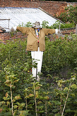 Image showing scarecrow in a fruit garden