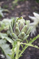 Image showing artichoke 