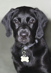 Image showing black labrador