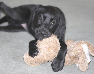 Image showing black puppy holding his toy