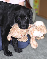 Image showing black puppy holding his toy