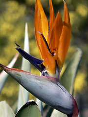 Image showing Bird of Paradise