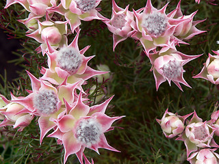 Image showing Flowers