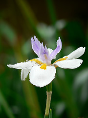 Image showing A Rainy Day