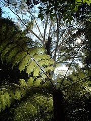 Image showing Sunlit Fern