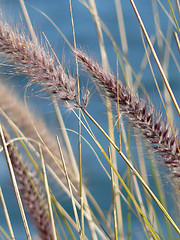 Image showing Swaying in the Wind