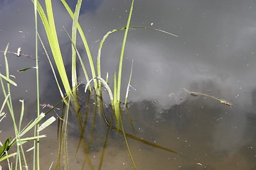 Image showing dragonfly dancing amongst the grasses