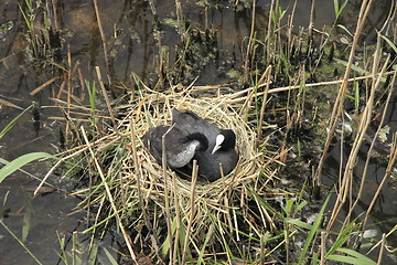 Image showing coot bird with baby on the nest