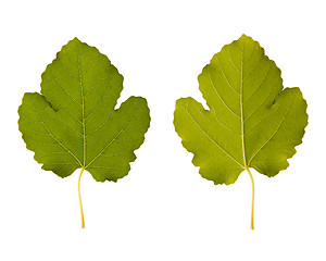 Image showing fig. one leaf - two sides