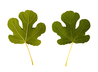 Image showing fig. one leaf - two sides