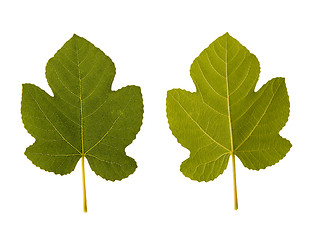 Image showing fig. one leaf - two sides