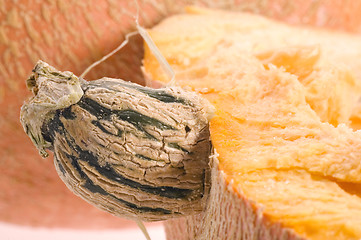 Image showing pumpkin half