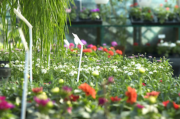 Image showing flowers for sale