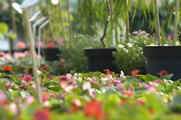 Image showing flowers for sale