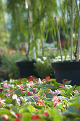 Image showing flowers for sale