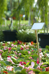 Image showing flowers for sale