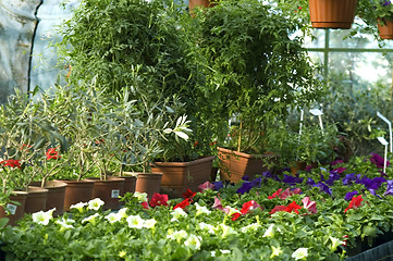 Image showing flowers for sale