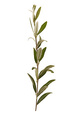 Image showing olive branch