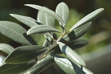 Image showing olive branch