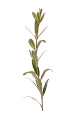 Image showing olive branch