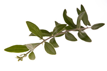 Image showing olive branch