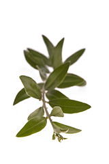 Image showing olive branch