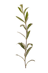 Image showing olive branch