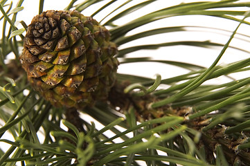 Image showing evergreen branch with cone