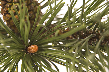 Image showing evergreen branch with cone