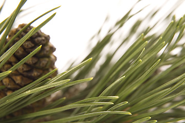 Image showing evergreen branch with cone