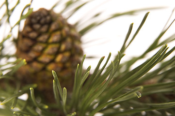Image showing evergreen branch with cone