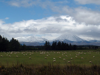 Image showing Grazing Sheep