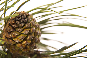 Image showing evergreen branch with cone