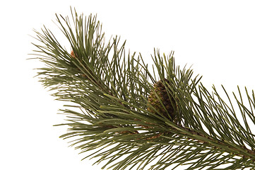 Image showing evergreen branch