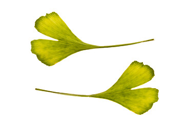 Image showing ginkgo biloba. one leaf - two sides