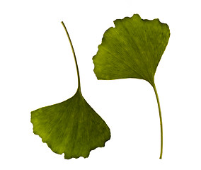 Image showing ginkgo biloba. one leaf - two sides