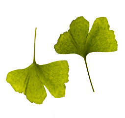 Image showing ginkgo biloba. one leaf - two sides