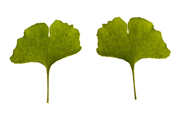 Image showing ginkgo biloba. one leaf - two sides