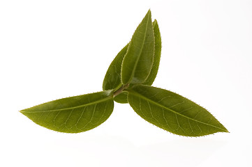 Image showing fresh tea leaves