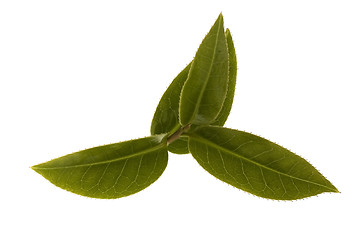 Image showing fresh tea leaves