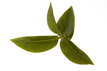 Image showing fresh tea leaves